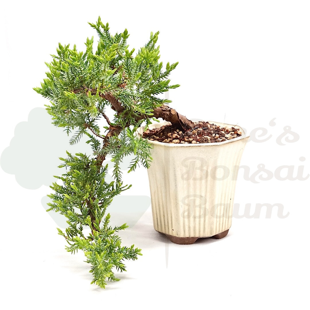 Kissen Wacholder 'Juniperus procumbens Nana'
